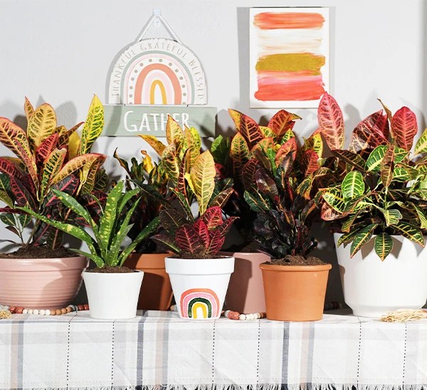 Fall Houseplants Autumn Indoor Plants Calloway's Nursery