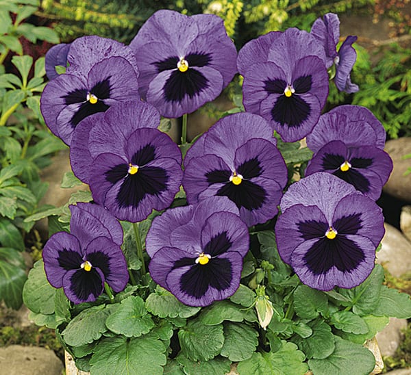 Matrix® Ocean Blotch Pansy Calloway's Nursery