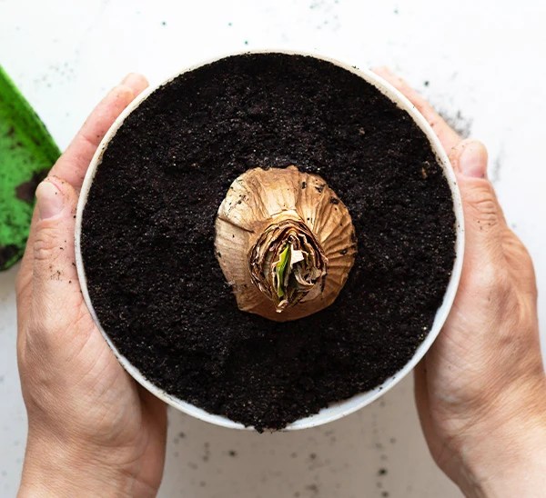 Winter Houseplants and Indoor Plants Calloway's Nursery