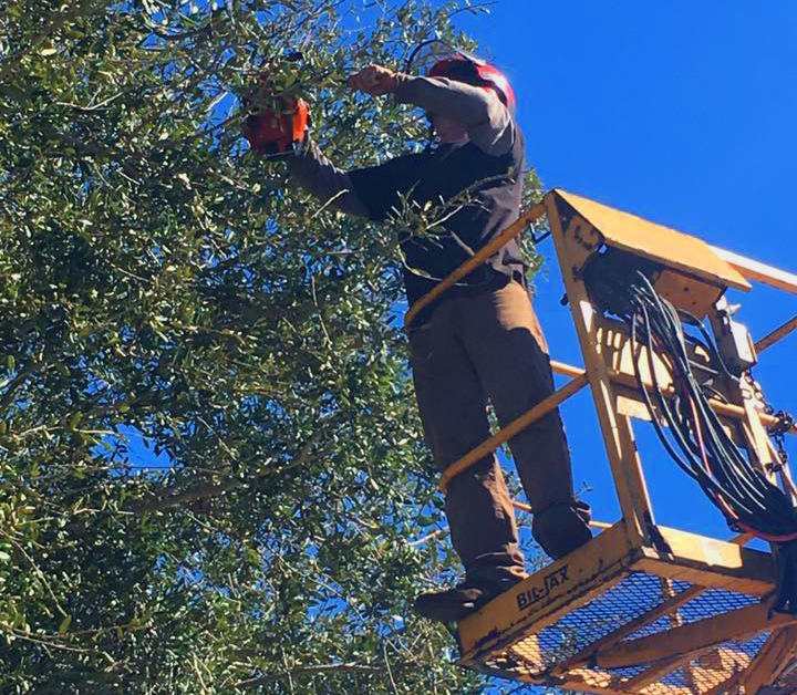 Get matched with top tree removal services in melbourne. Tree Services Satellite Beach Fl Brevard County