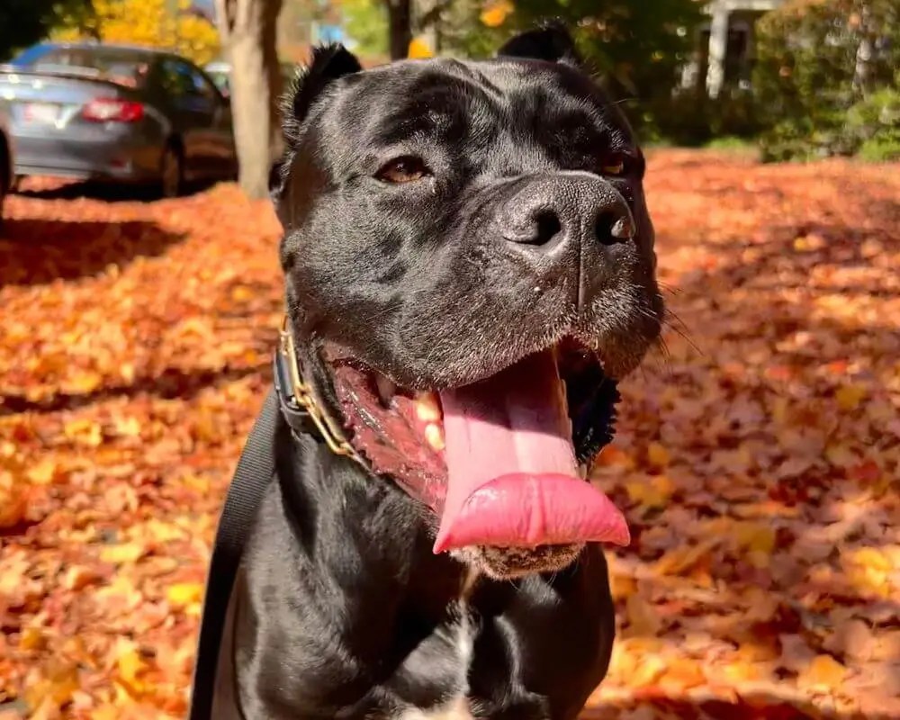 Best Behavior Dog Training Richmond Va Calm K9 Training