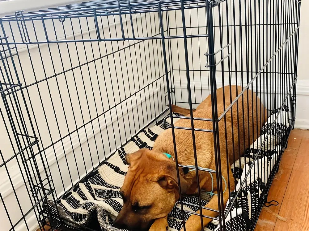 Crate Training For Calming Dogs Calm K9 Training