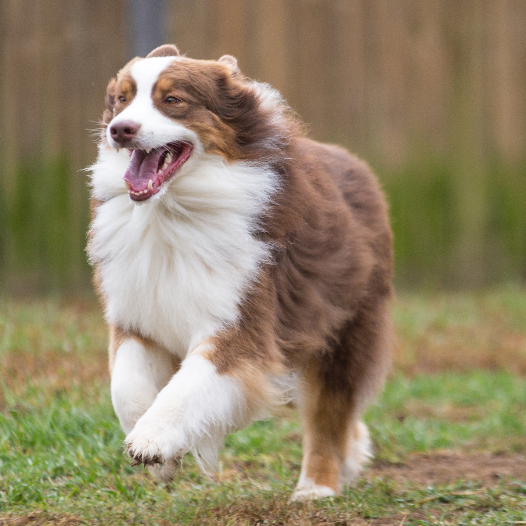Home Calypso Kennels