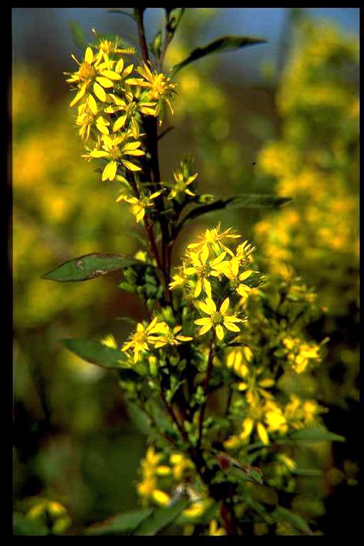 Goldenrod Solidago spp. Calyx Flowers, Inc