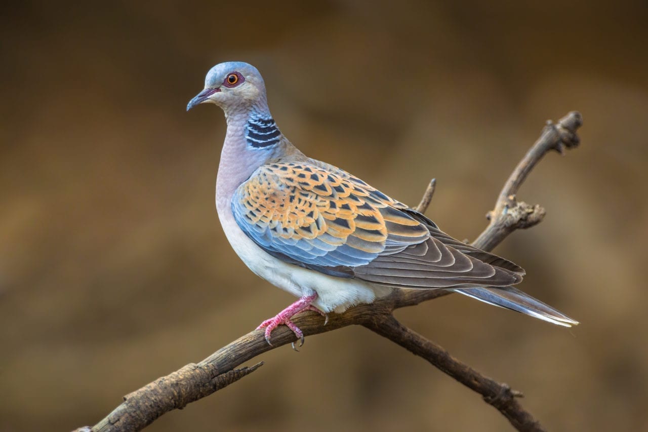 Cambrian Wildwood Turtle Dove