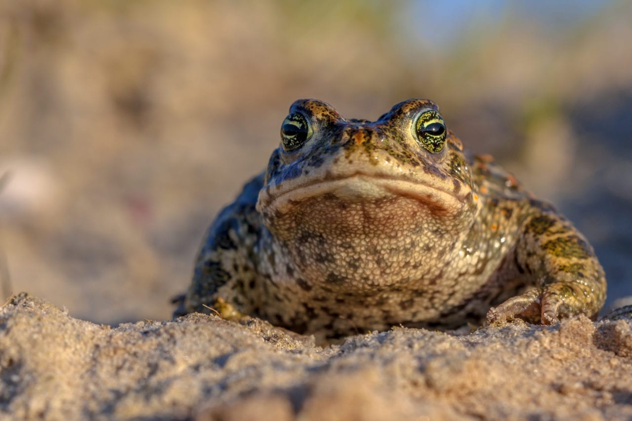 Cambrian Wildwood Natterjack Toad