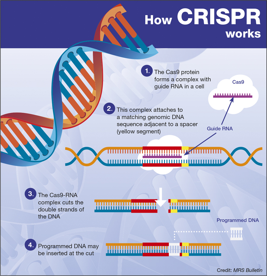 Alayon Agronegócio CRISPR pode ser a virada contra rejeição dos