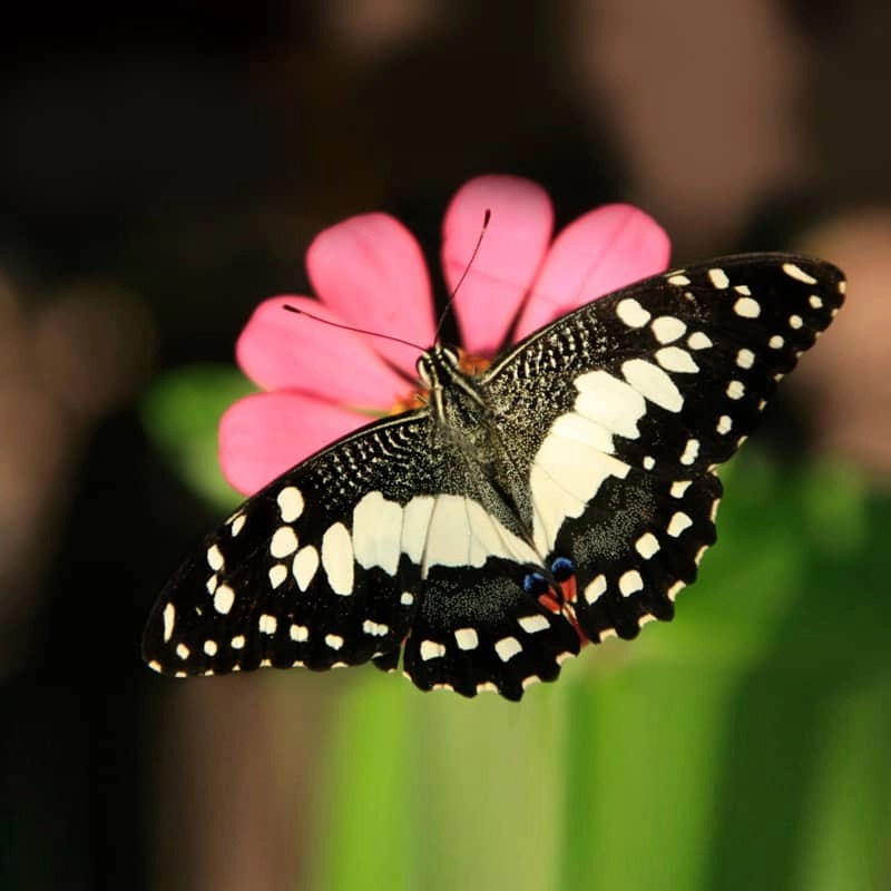 Butterflies of India & South Asia Cambridge Butterfly Conservatory