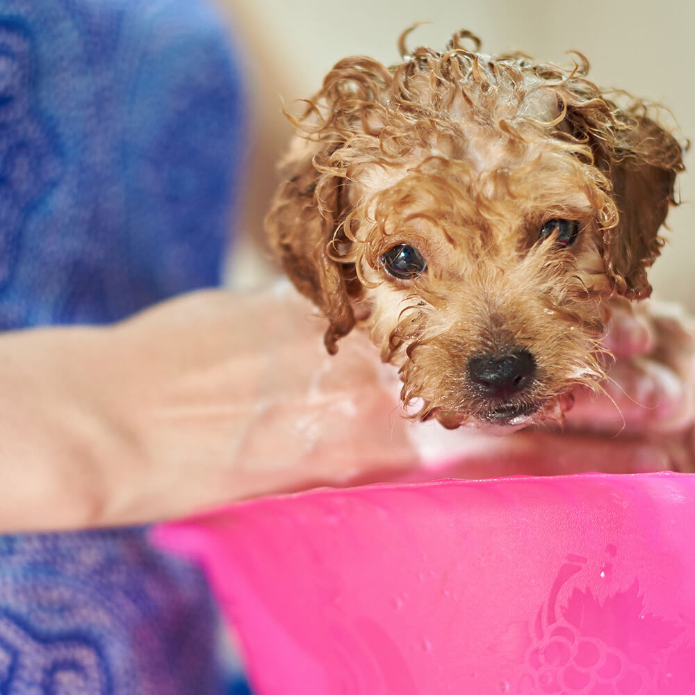 Animal Care Camden County College