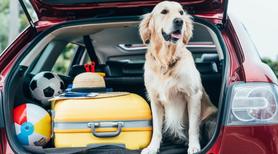 Why your dog doesn’t like car rides and how to fix it. Camelot Kennels