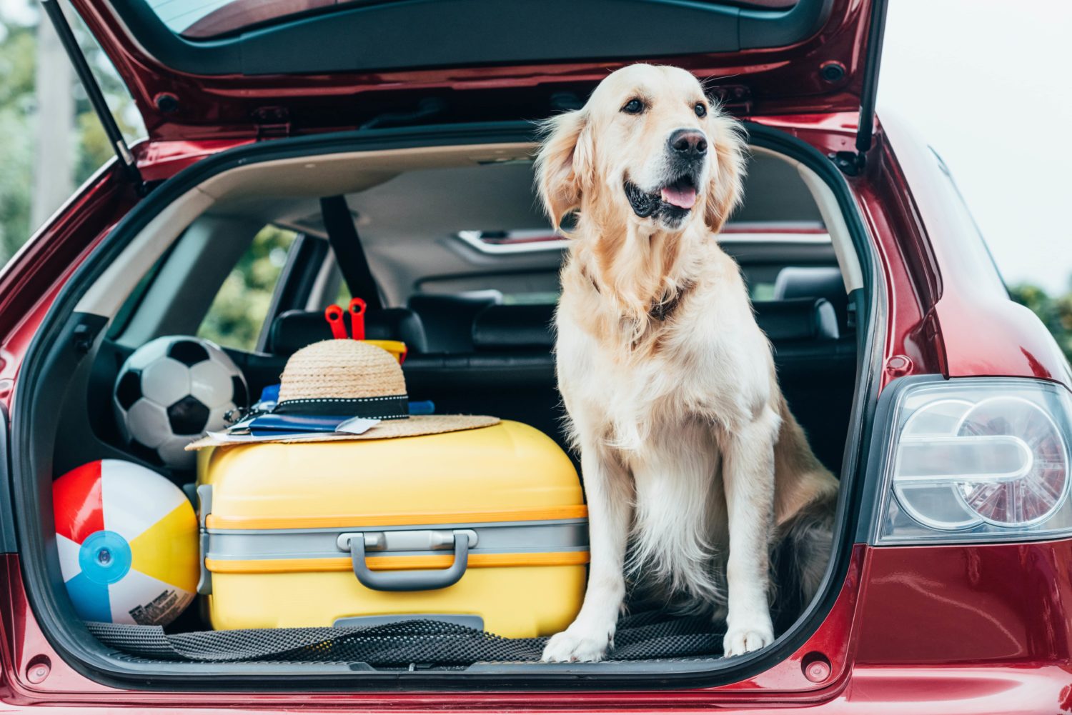 Why your dog doesn’t like car rides and how to fix it. Camelot Kennels