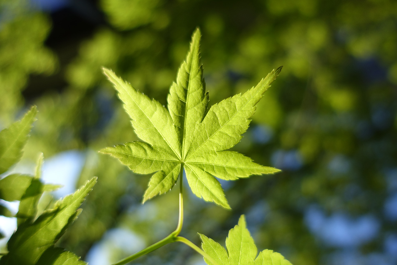 Sony RX100 III Sample Images Camera News at Cameraegg