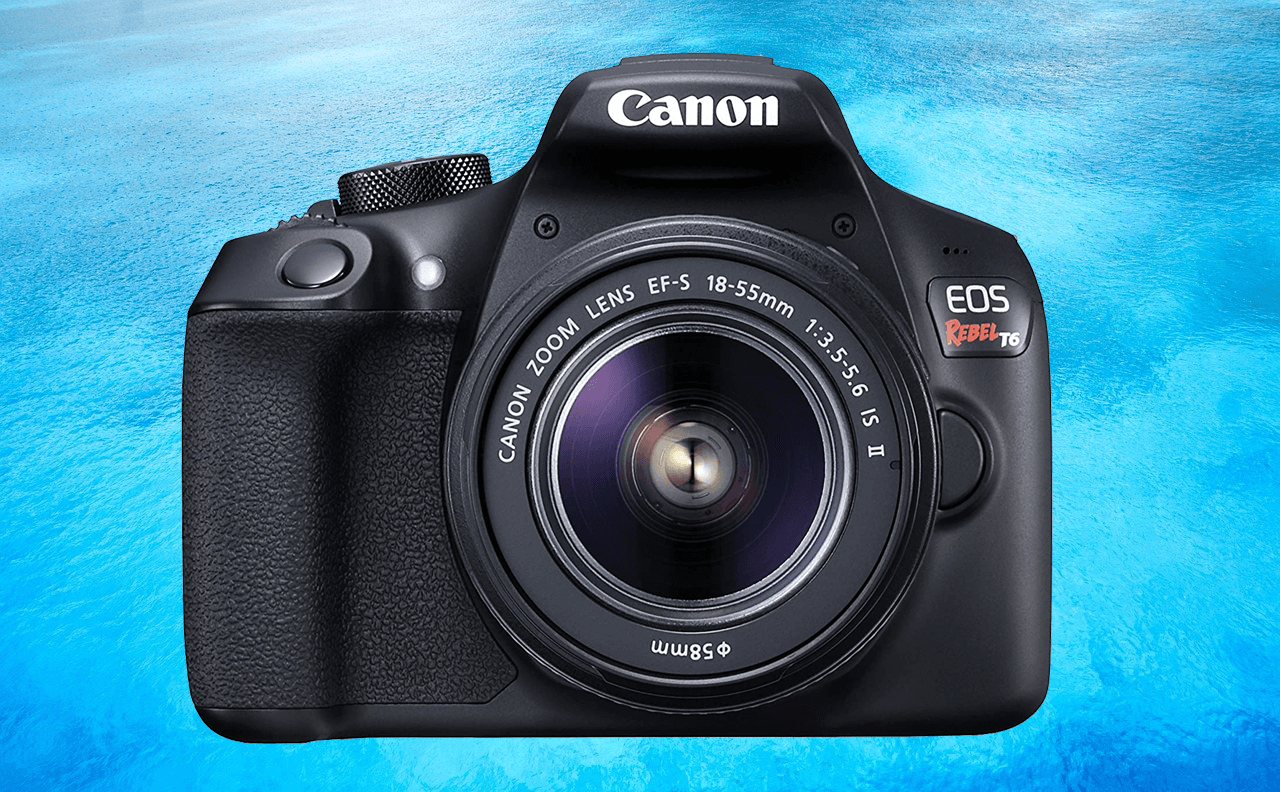 7 Best Cameras for Pet Photography in 2022 [Buying Guide] CameraIO