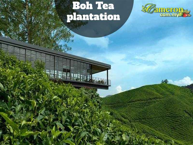 Boh Tea Plantations Cameron Highlands Online