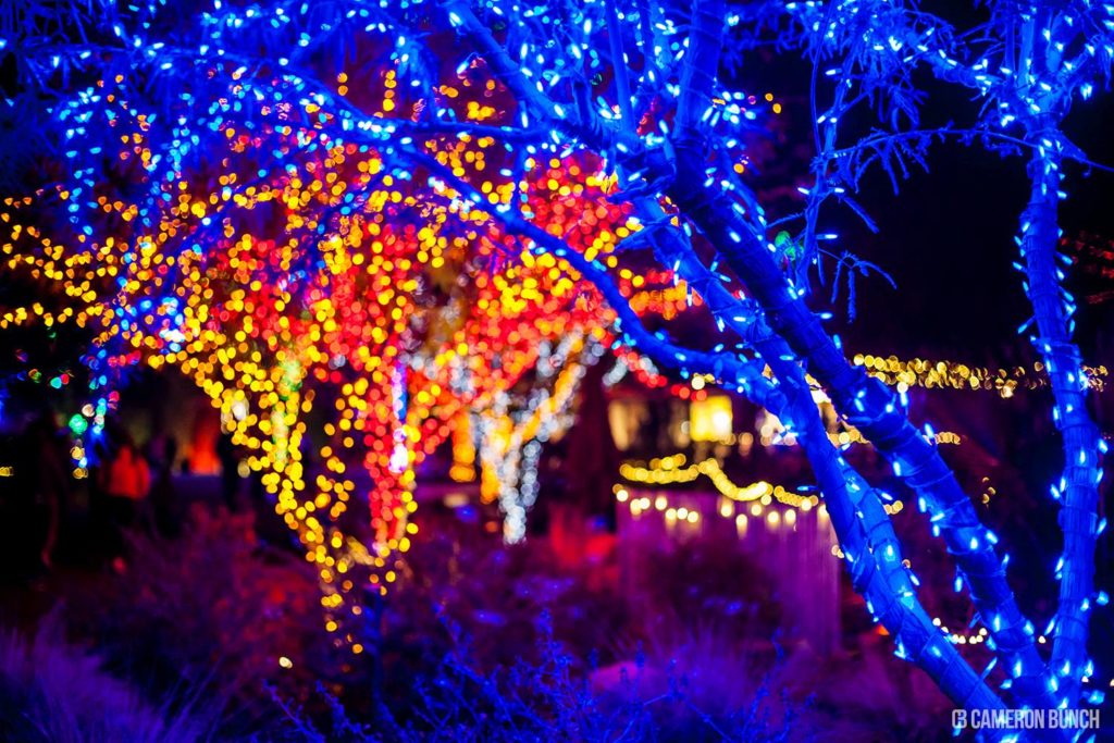 Blue Tree Cameron Bunch Photography