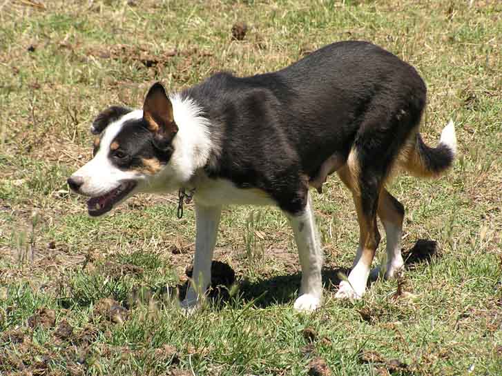 Sheepdogs for sale Campaspe Working Dogs