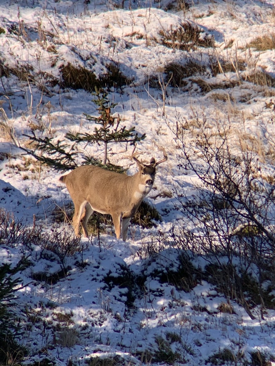 Kodiak Island Hunting 7