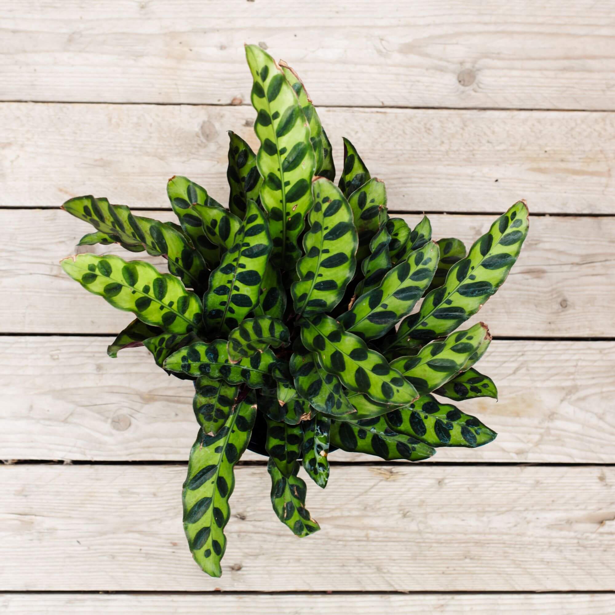 Calathea, Rattlesnake Campbell's Nursery