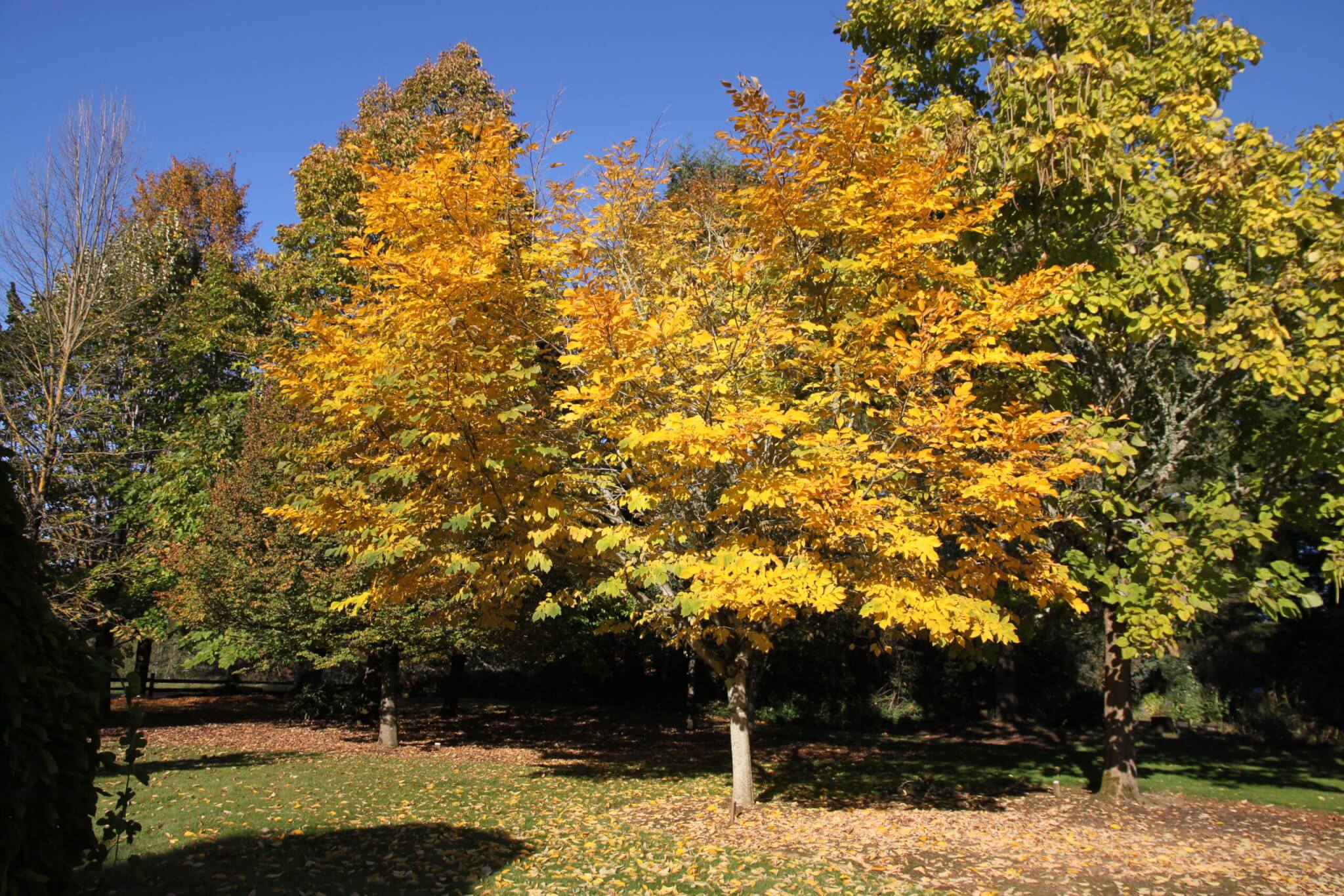 Yellowwood, American Campbell's Nursery