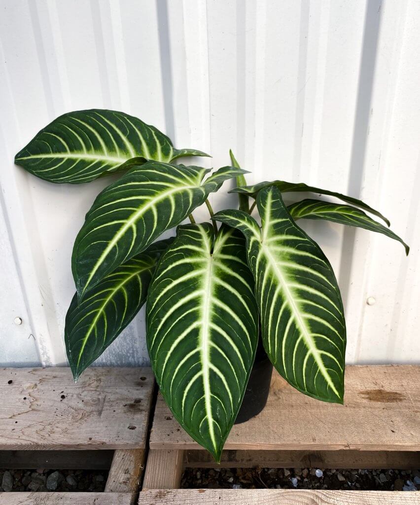 Xanthosoma, Lindenii Magnificum Campbell's Nursery