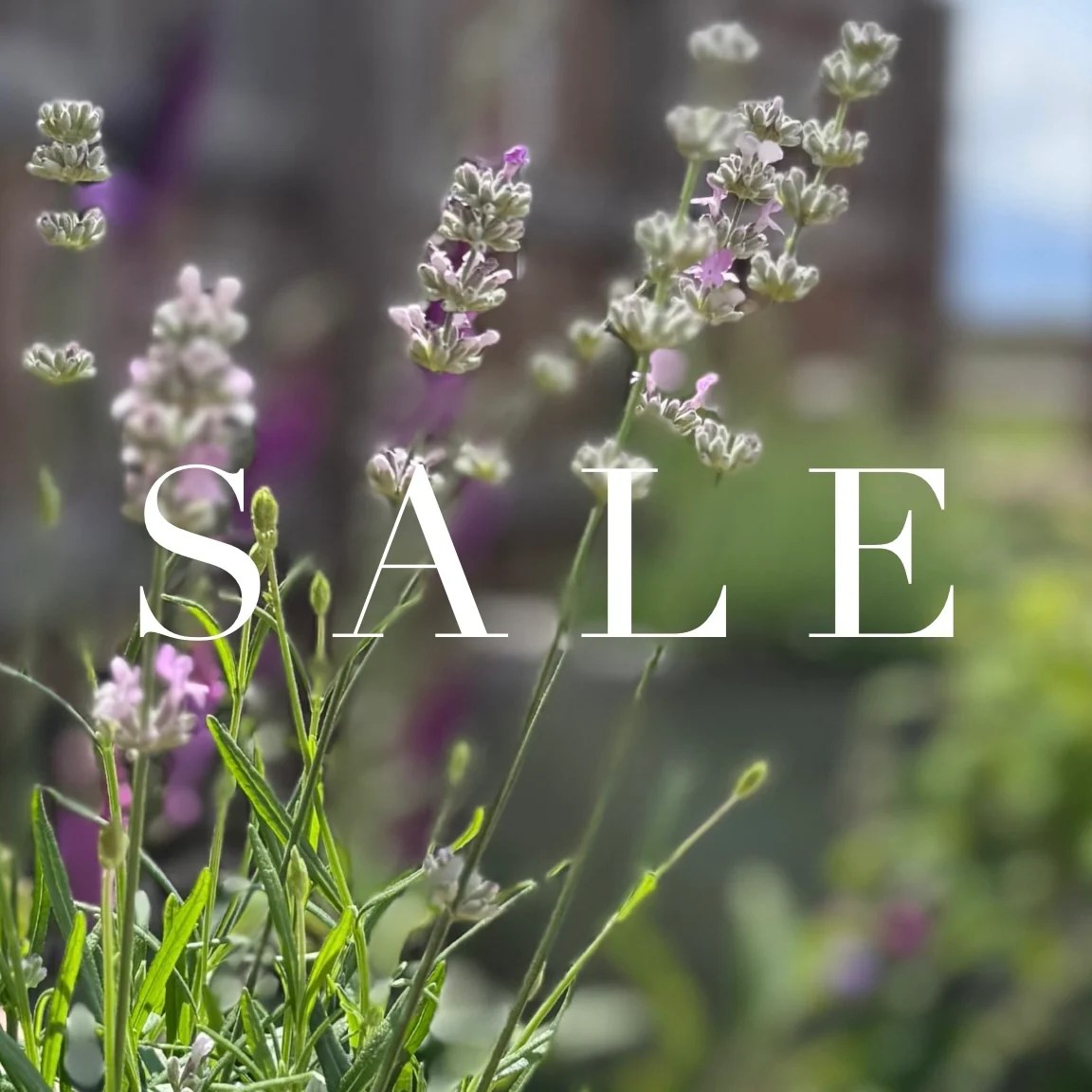 Camperdown Lane a homewares, accessories and interiors store