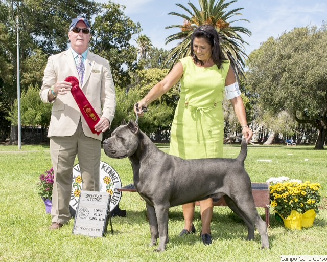Campo's Petros Zeus Campo Cane Corsos