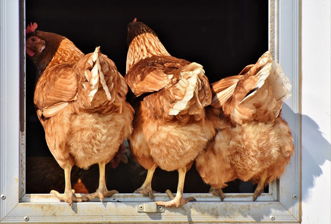 Understanding The Fascination With Chicken Butt: A Deep Dive Into The Quirky Concept