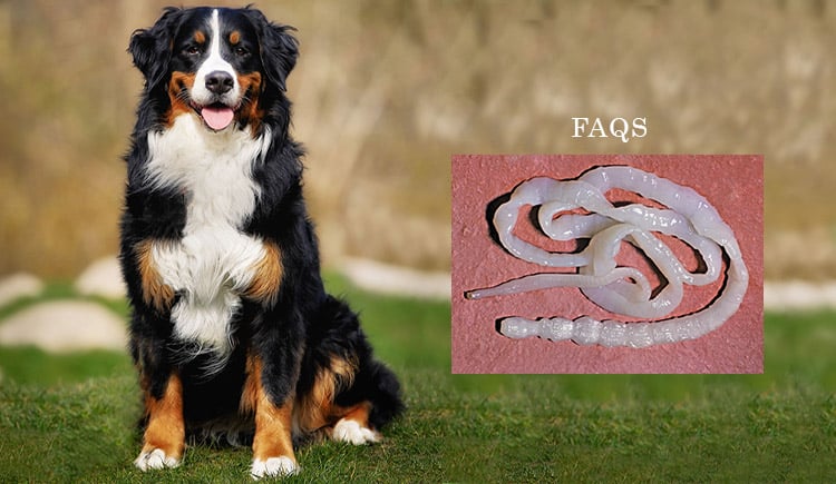 Maybe you would like to learn more about one of these? Faqs About Tapeworms In Dogs Canadapetcare Blog