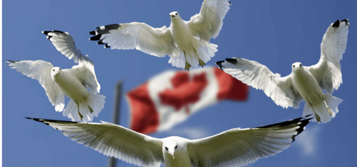 Important Information Canadian Tax Rules For International Students