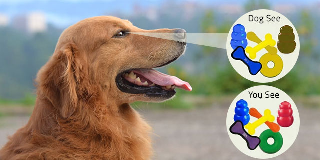 Do You Know Dogs Can See Colors? CanadaVetExpress Pet Care Tips