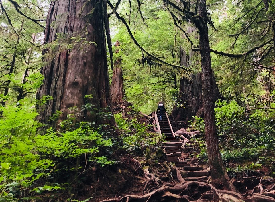 Magical Forests on Vancouver Island The Great Canadian Bucket List