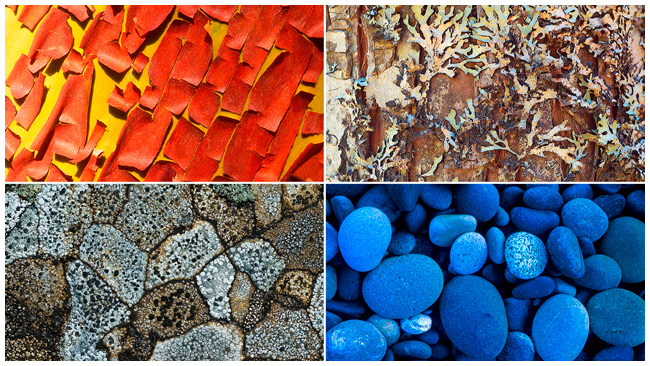 The Canadian Nature Photographer Patterns, Textures and Abstracts in