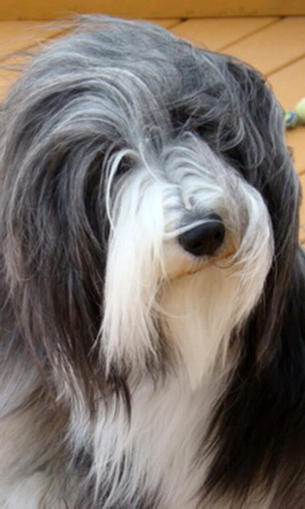 Dog Breeders in Canada CanaDogs