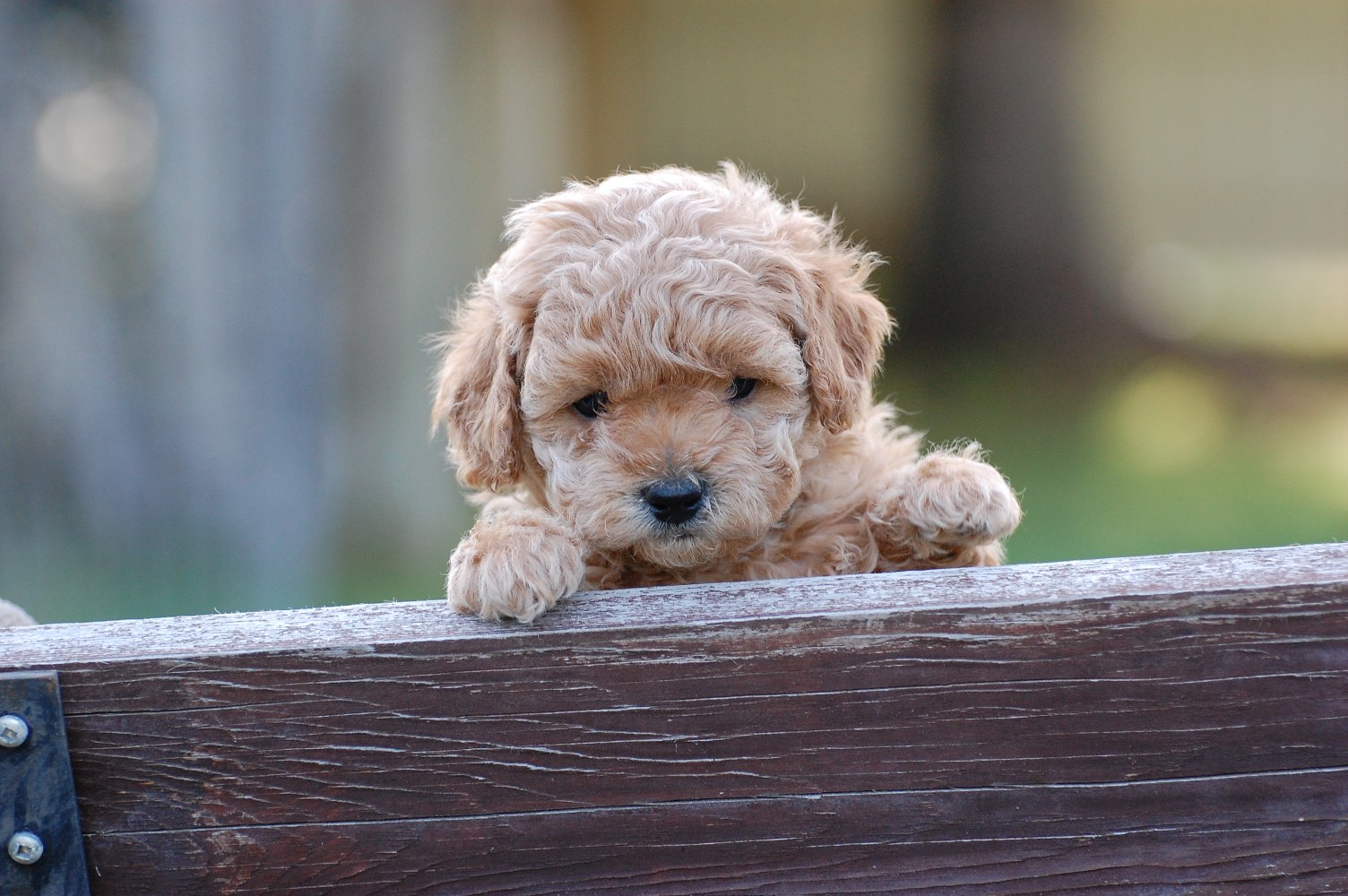 Adopt A ‘Doodle Canadoodle Australian Labradoodles