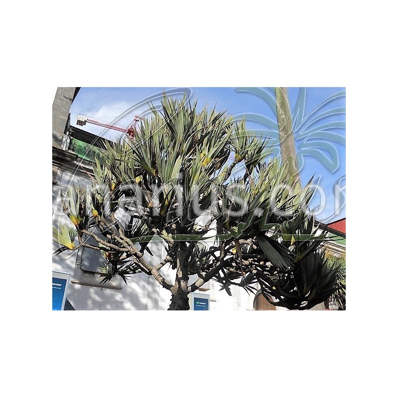 Buy Pandanus utilis with Canarius