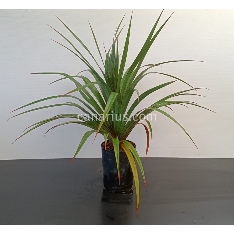 Buy Pandanus utilis with Canarius