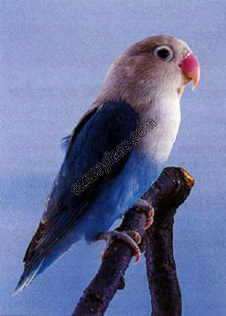 صورة