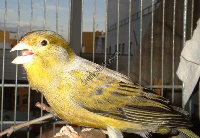 صورة