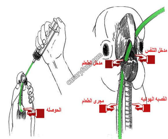 الاطعام اليدوي بالطريقة العلمية الصحيحة الاطعام اليدوي بالطريقة العلمية الصحيحة