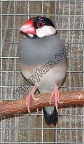 صورة