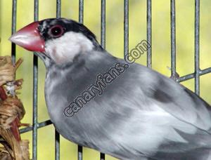 صورة