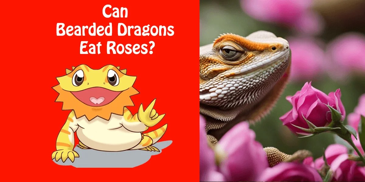 Can Bearded Dragons Eat Roses? A Comprehensive Guide