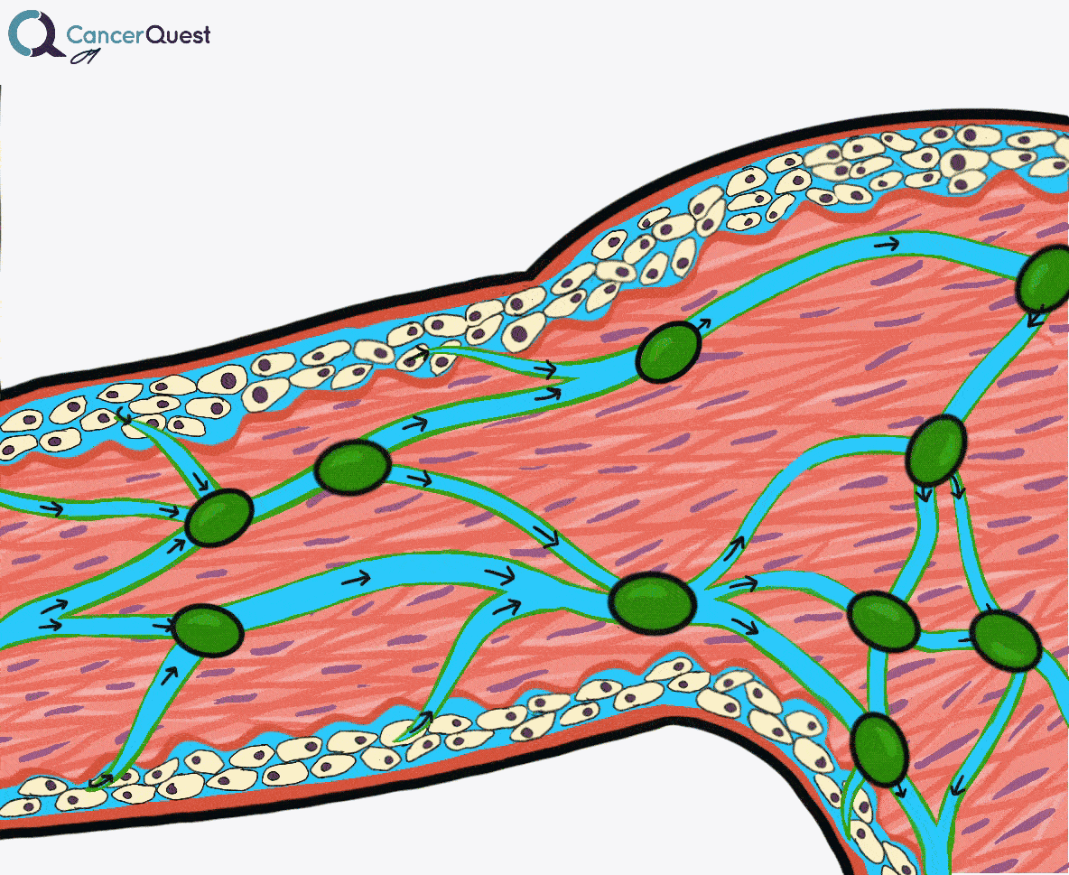Side Effects of Cancer Treatments CancerQuest