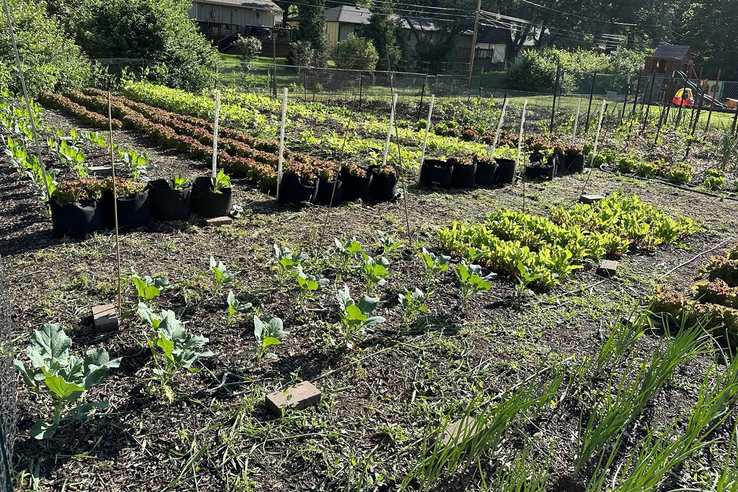 A Bountiful Harvest Cancer Today