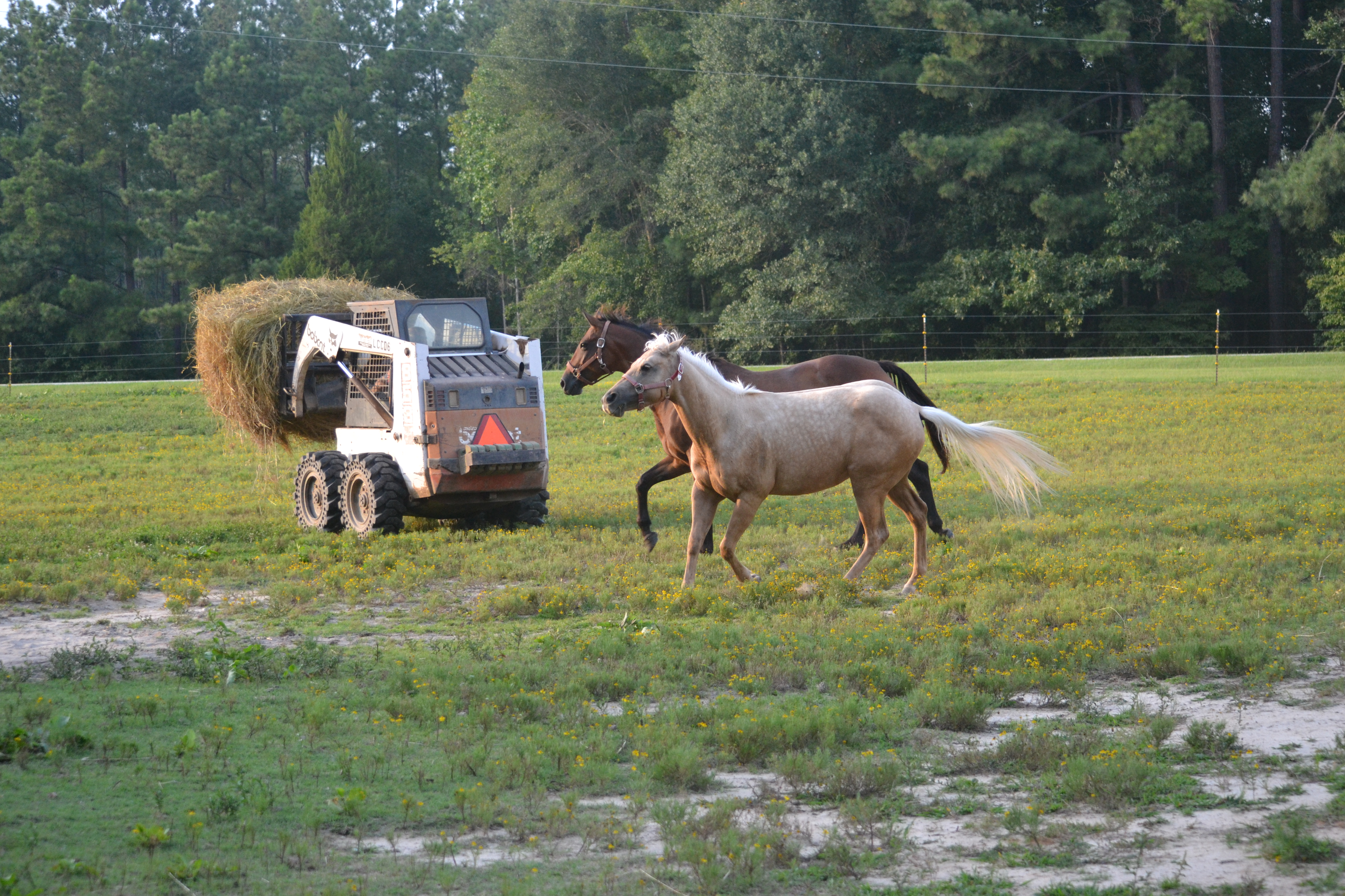 Boarding Horseback Riding near Raleigh, NC 9196307000