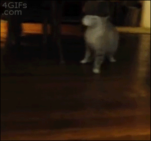 21 Animales Que Podrian Participar En Sabados Felices Candela