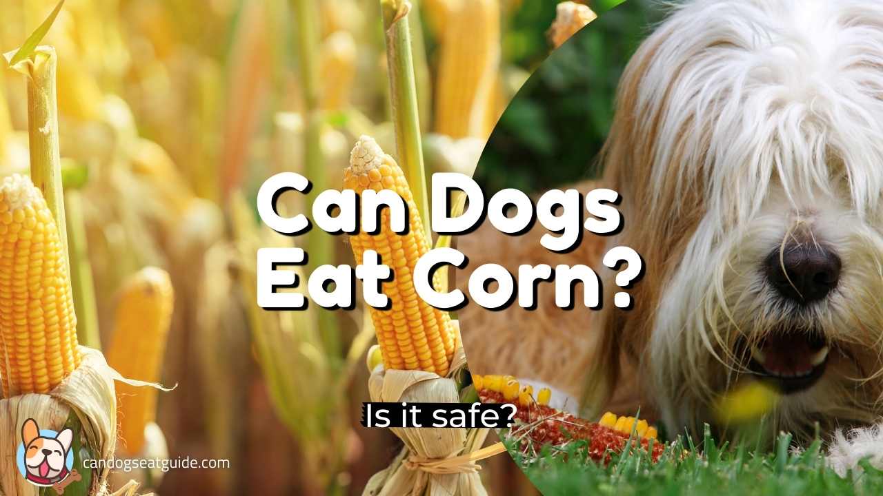 Can Dogs Eat Corn? Yes. But...? [December 2023 Best Guide]
