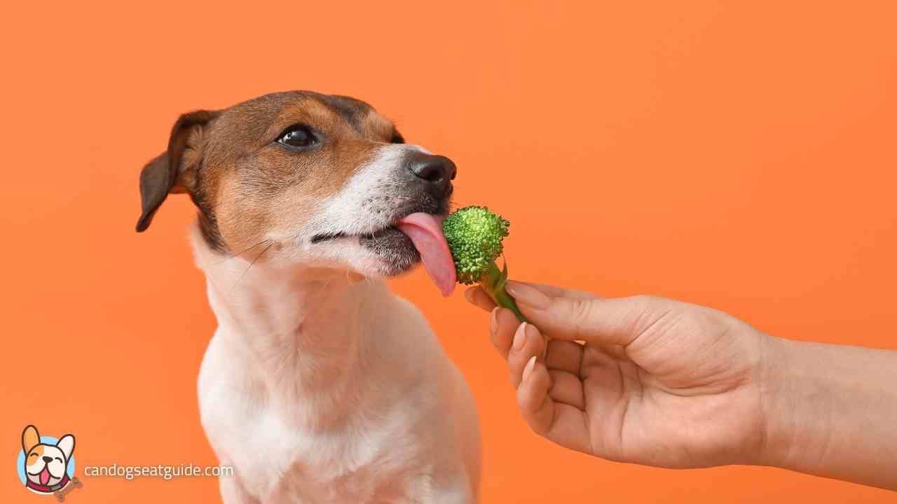 Can Dogs Eat Broccoli? Yes, But !!! [July 2024] Easy Guide