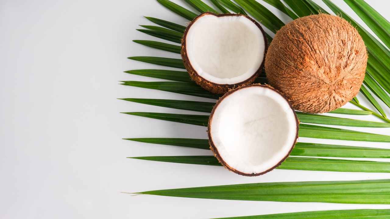 Can Dogs Eat Coconut? Best Dog Treats [November 2023]