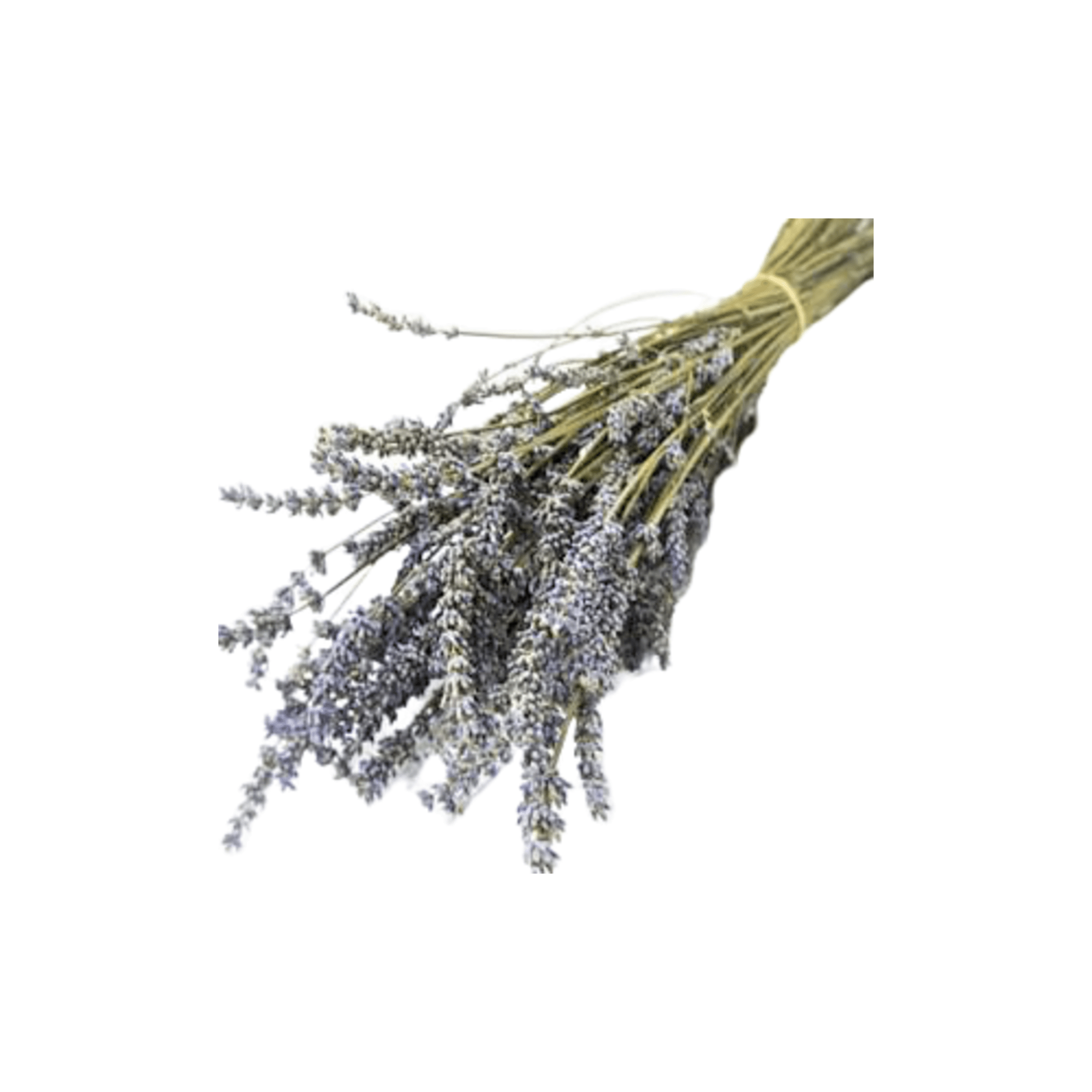 Dried Lavender